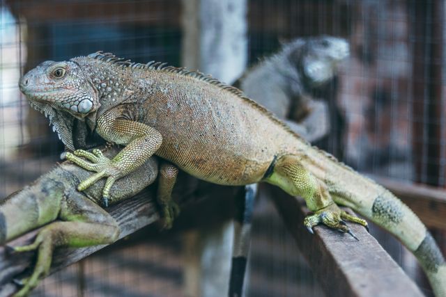 Iguana Badak<br>Rhinoceros Iguana<br><i>Cyclura cornuta</i>