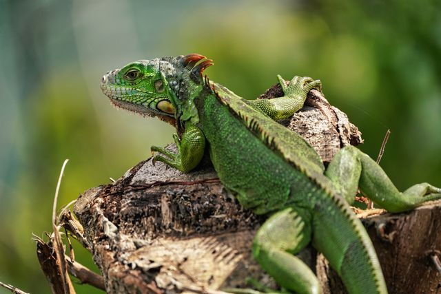 Iguana/Iguana hijau <br>Green iguana <br> <i>Iguana iguana</i>