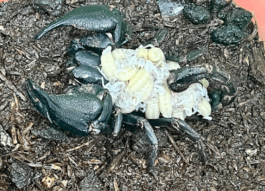 Asian forest scorpion <br> <i>Javanimetrus cyaneus</i>