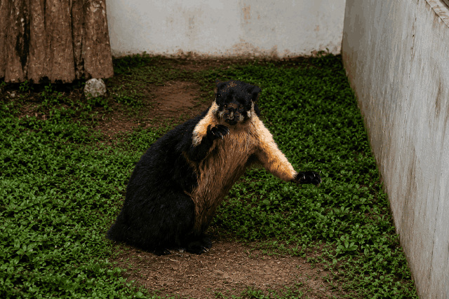 Jelarang hitam <br>Black giant squirrel <br> <i>Ratufa bicolor</i>