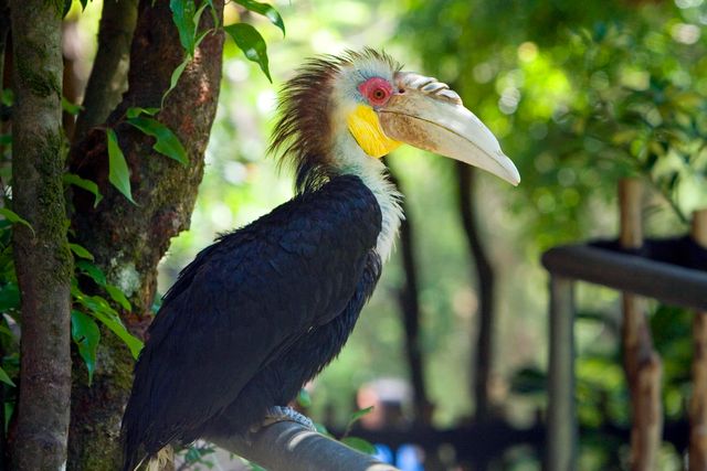 Julang emas <br>Wreathed hornbill <br> <i>Rhyticeros undulatus</i>