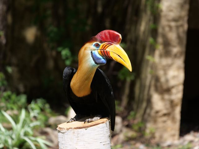 Julang sulawesi <br>Knobbed hornbill <br> <i>Rhyticeros cassidix</i>