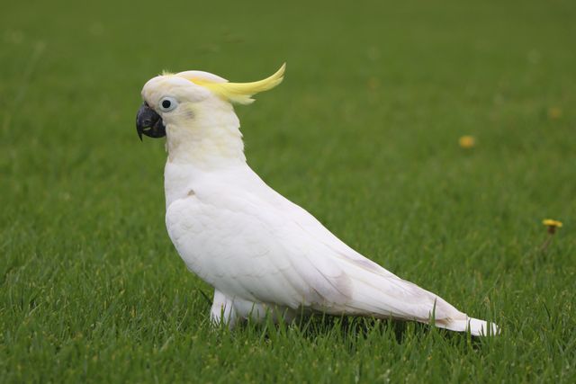 Kakatua jambul kuning <br>Yellow crested cockatoo <br> <i>Cacatua sulphurea</i>
