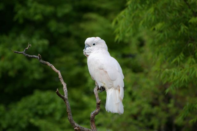 Kakatua putih <br>White cockatoo <br> <i>Cacatua alba</i>