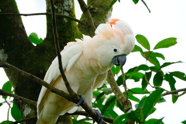 Kakatua seram maluku <br>Salmon-crested cockatoo <br> <i>Cacatua moluccensis</i>