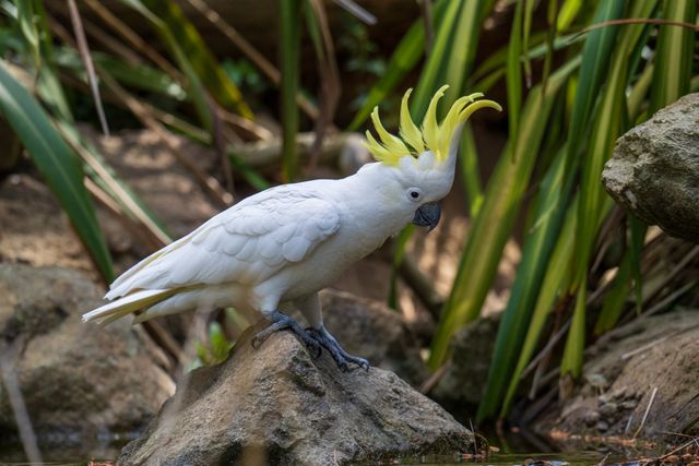 Kakatua koki <br>Sulphur-crested cockatoo <br> <i>Cacatua galerita</i>