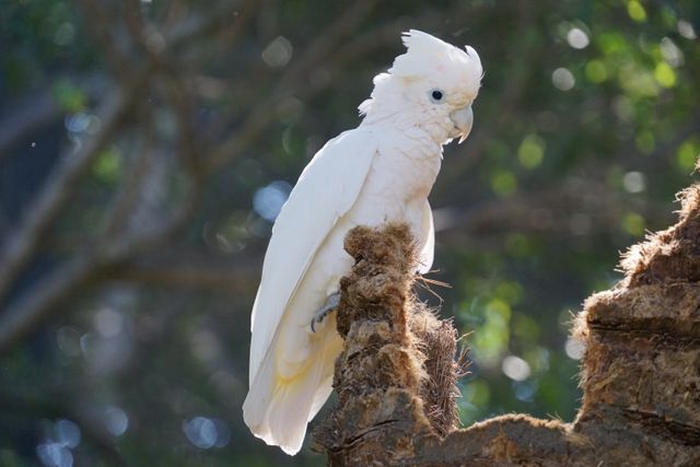 Kakatua tanimbar <br>Goffin’s cockatoo <br> <i>Cacatua goffiniana</i>