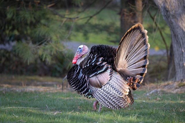 Kalkun <br>Domestic turkey <br> <i>Meleagris gallopavo domesticus</i>