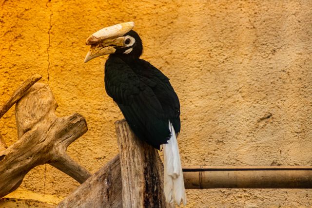 Kangkareng perut putih <br>Oriental pied hornbill <br> <i>Anthracoceros albirostris</i>