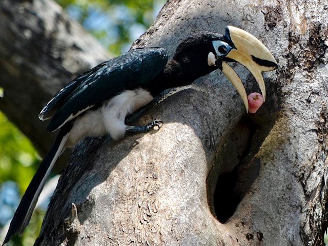 Kangkareng perut putih <br>Oriental pied hornbill <br> <i>Anthracoceros albirostris</i>