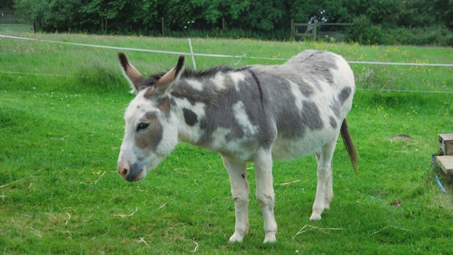 Keledai<br>Donkey<br><i>Equus asinus</i>