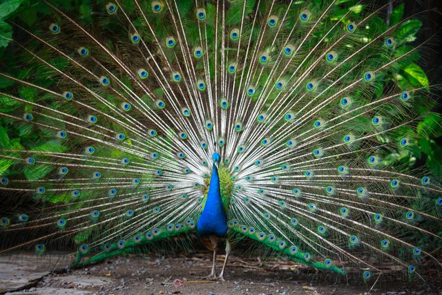 Kuau raja <br>Great argus <br> <i>Argusianus argus</i>