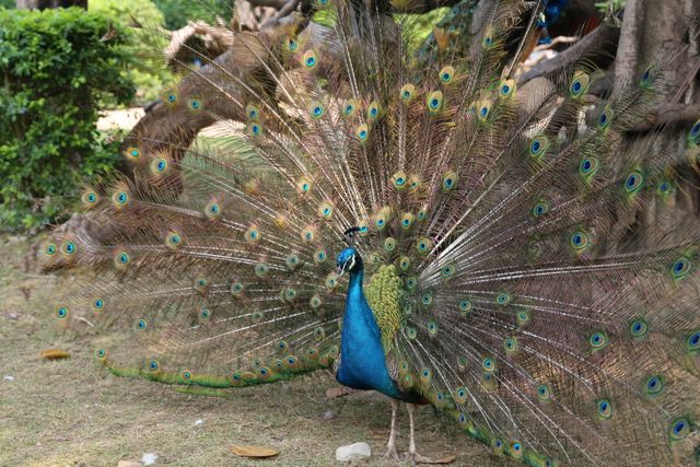 Kuau raja <br>Great argus <br> <i>Argusianus argus</i>