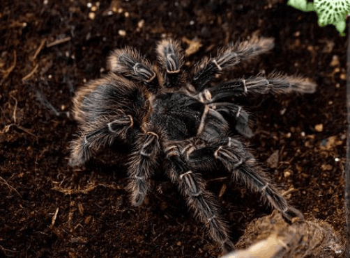 Salmon pink birdeater tarantula <br> <i>Lasiodora parahybana</i>
