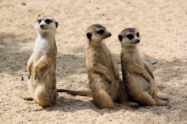 Meerkat <br>Meerkat <br> <i>Suricata suricatta</i>