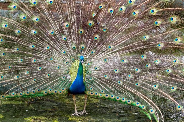 Merak biru <br>Indian blue peafowl <br> <i>Pavo cristatus</i>