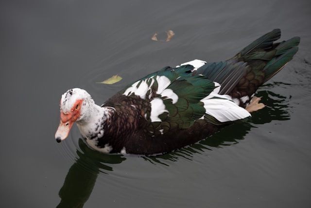 Itik manila<br>Muscovy duck<br><i>Cairina moschata</i>