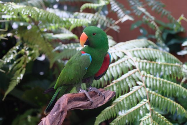 Nuri bayan <br>Mollucan eclectus <br> <i>Eclectus roratus</i>