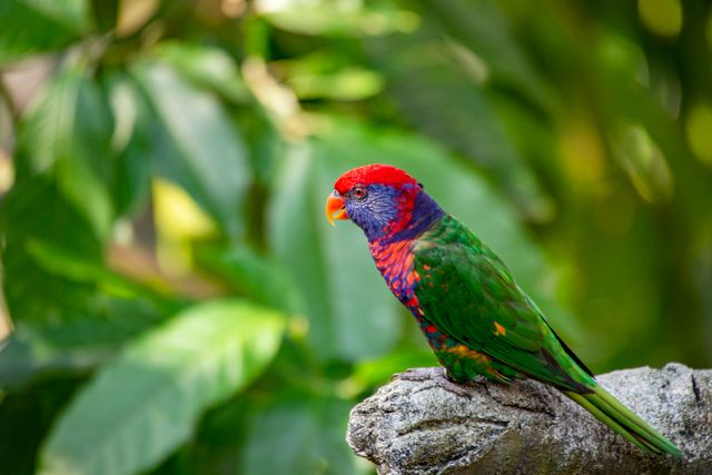 Nuri kecil kepala biru / perkici dora <br>Ornate lorikeet <br> <i>Saudareos ornata</i>