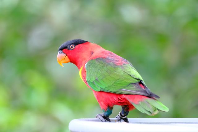 Nuri Kepala Hitam <br>Black-capped Lory <br> <i>Lorius lory</i>