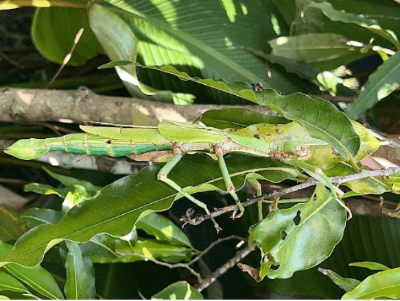Orange-winged stick insect <br> <i>Paracyphocrania major</i>