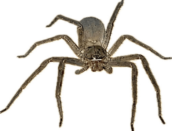 Pantropical huntsman spider <br> <i>Heteropoda venatoria</i>