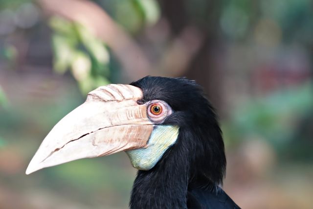 Julang papua <br>Papuan hornbill <br> <i>Rhyticeros plicatus</i>