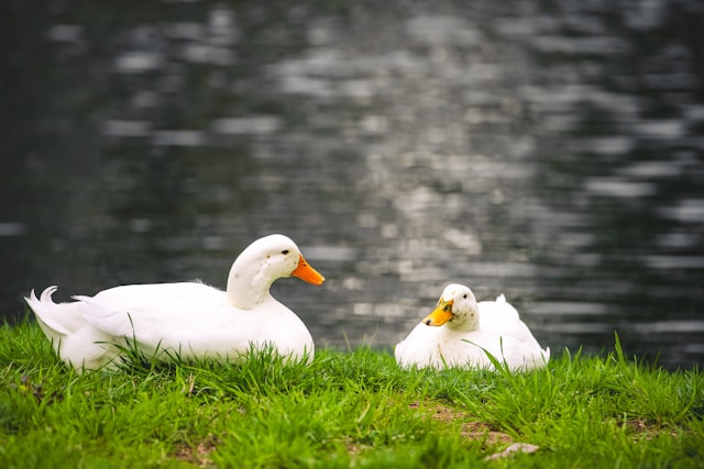 Bebek peking <br>Pekin duck <br> <i>Anas platyrhynchos domesticus</i>