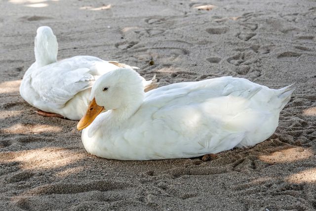 Bebek peking <br>Pekin duck <br> <i>Anas platyrhynchos domesticus</i>