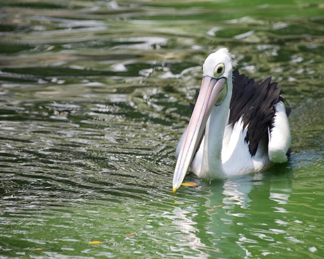 Undan kacamata <br>Australian pelican <br> <i>Pelecanus conspicillatus</i>