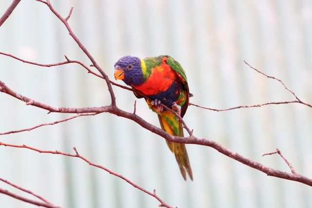Perkici oranye <br>Marigold lorikeet <br> <i>Trichoglossus capistratus</i>