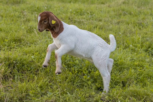 Kambing kerdil <br>Pygmy goat <br> <i>Capra aegagrus hircus</i>