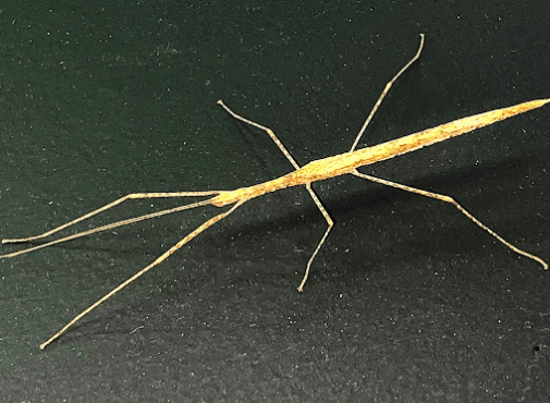 Pink-winged stick insect <br> <i>Siploidea chlorotica</i>