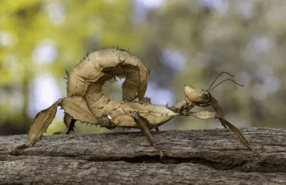 Prickly stick insect <br> <i>Extatosoma tiaratum</i>
