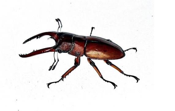 Stag beetle <br> <i>Prosopocoilus astacoides</i>