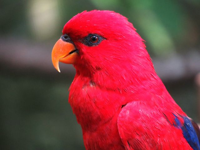 Nuri merah maluku <br>Red lory <br> <i>Eos bornea</i>