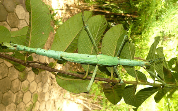 Red-winged stick insect <br> <i>Eurycnema versirubra</i>