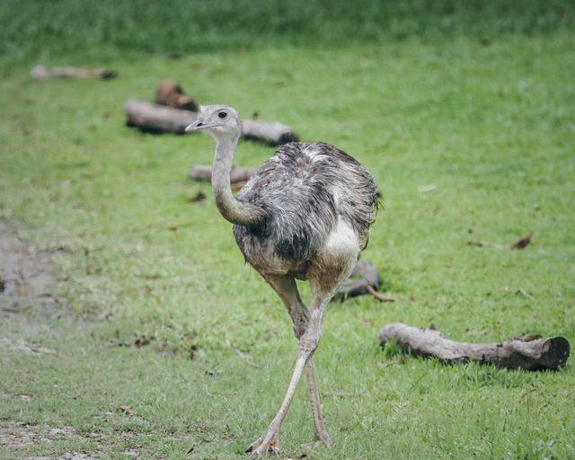 Rhea  nandu<br>Greater rhea<br><i>Rhea americana</i>