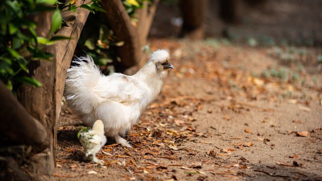 Ayam kapas/sutra <br>Silkie chicken <br> <i>Gallus gallus</i>