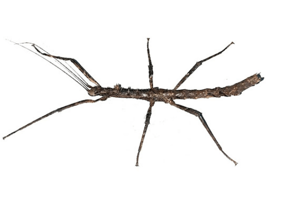 Spiky stick insect <br> <i>Centrophasma sp.</i>