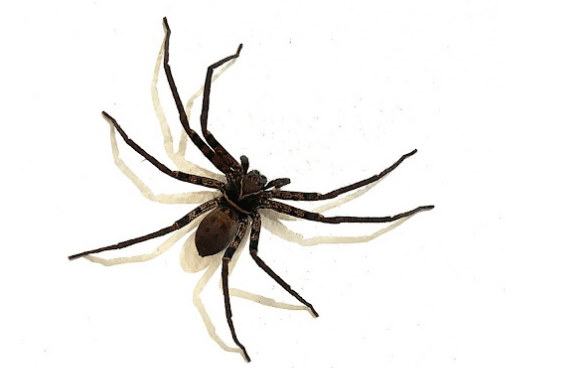 Pantropical huntsman spider <br> <i>Heteropoda sp.</i>