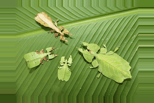 Walking leaf <br> <i>Phyllium pulchrifolium</i>